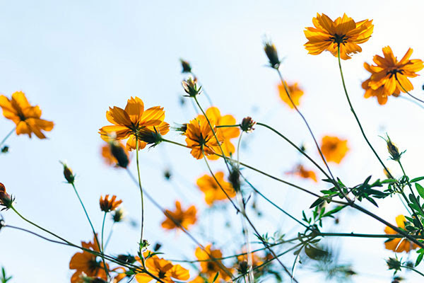 Коды для Content Beauty