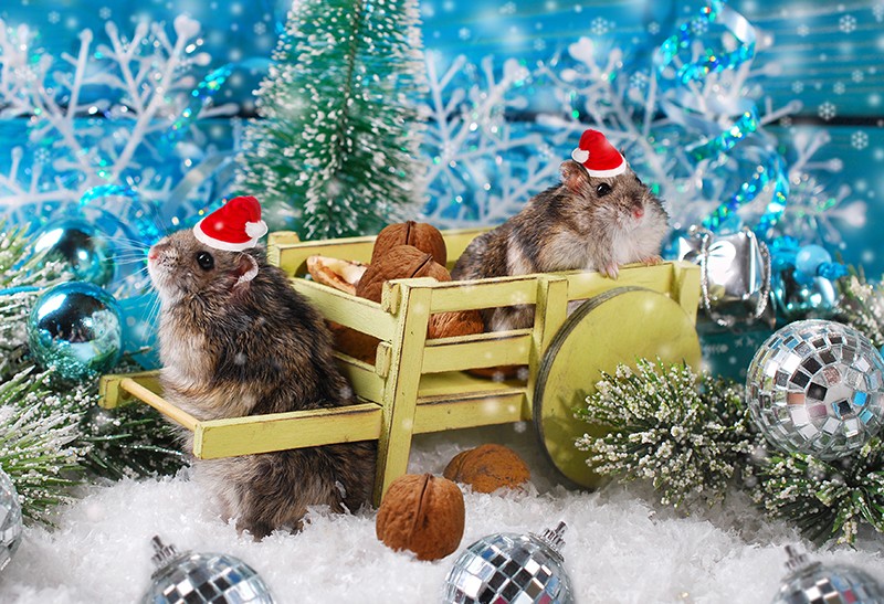 Болталка №26 «Новогодняя»